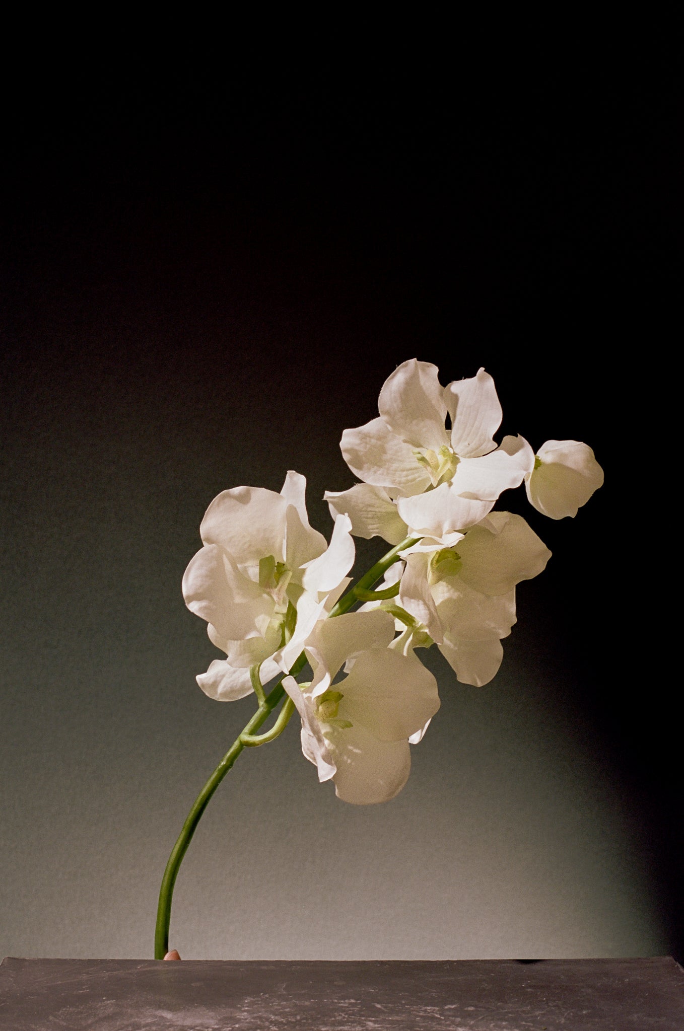 Quiet Corner