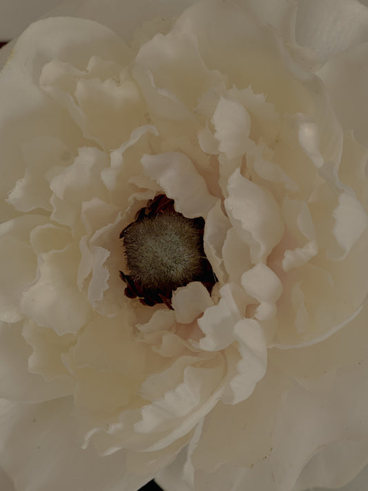 (Pre-order) Suite Dreams